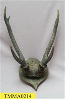 藏品(臺灣水鹿角)的圖片